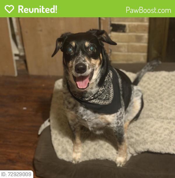 Reunited Male Dog last seen Urban Avenue and Scyene Road, Dallas, TX 75227