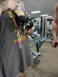 Found/Stray Male Dog last seen Tropicana Ave., Lecanto, Lecanto, FL 34461