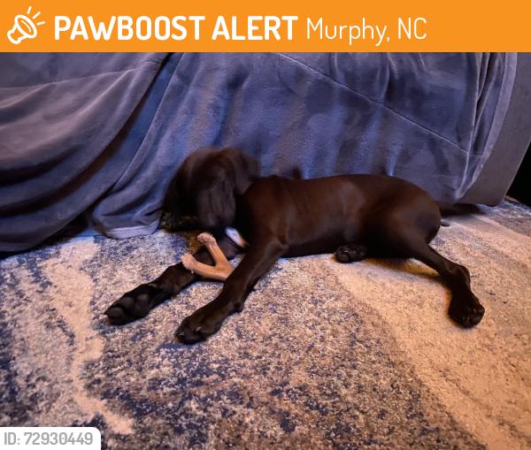 Found/Stray Male Dog last seen Mile marker 7-9, Murphy, NC 28906