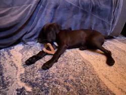 Found/Stray Male Dog last seen Mile marker 7-9, Murphy, NC 28906