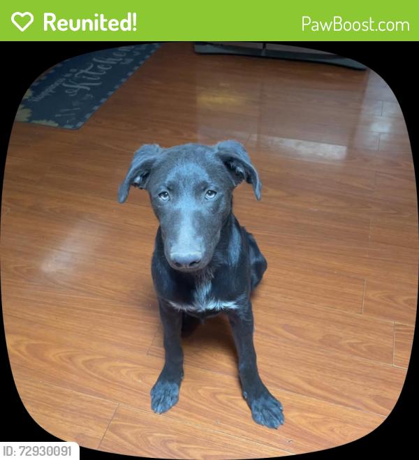 Reunited Male Dog last seen Flowing wells 4445 near the entrance , Tucson, AZ 85705