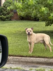 Reunited Male Dog last seen Meade and Kingswood, Greensboro, NC 27410