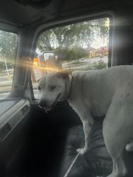 Reunited Female Dog last seen N Osceola , Clearwater, FL 33755