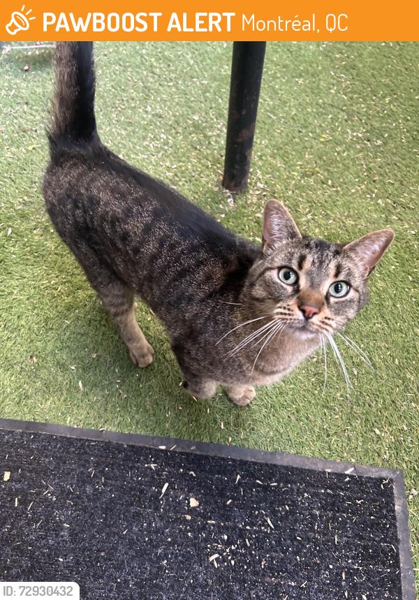 Found/Stray Unknown Cat last seen Sidewalks and backyards on Rue champlain just above Maisonneuve in the village , Montréal, QC 