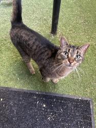 Found/Stray Unknown Cat last seen Sidewalks and backyards on Rue champlain just above Maisonneuve in the village , Montréal, QC 