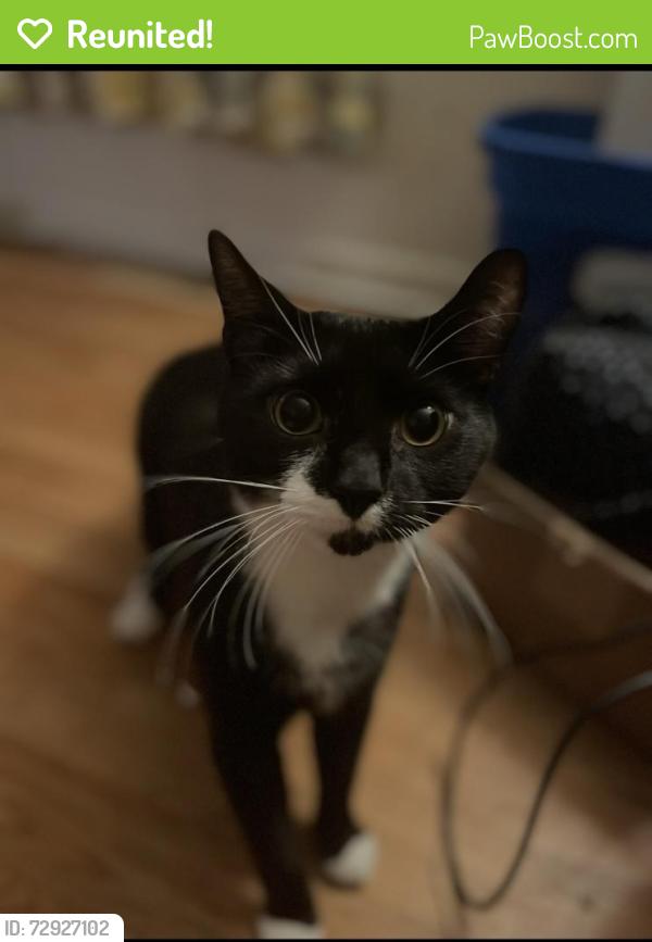Reunited Male Cat last seen Maple street , Pittsville, MD 21850