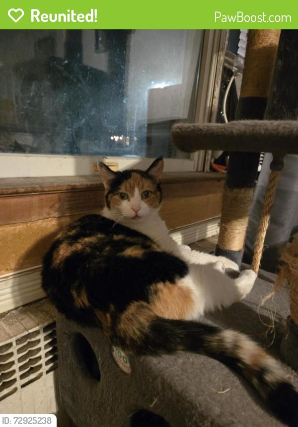 Reunited Female Cat last seen Ave S, Brooklyn, NY 11229