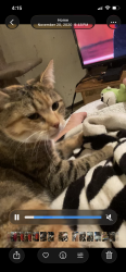 Reunited Female Cat last seen Near plaza st nw Salem, or, Salem, OR 97304