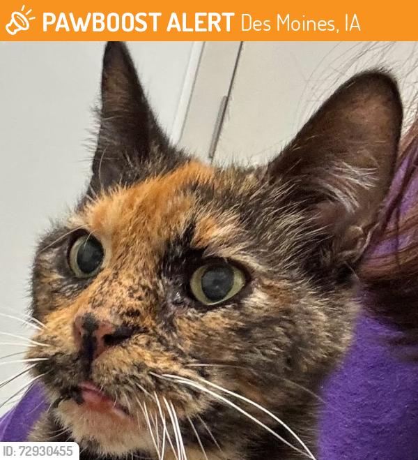 Found/Stray Female Cat last seen Ingersoll ave , Des Moines, IA 50312