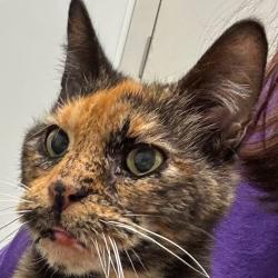 Found/Stray Female Cat last seen Ingersoll ave , Des Moines, IA 50312