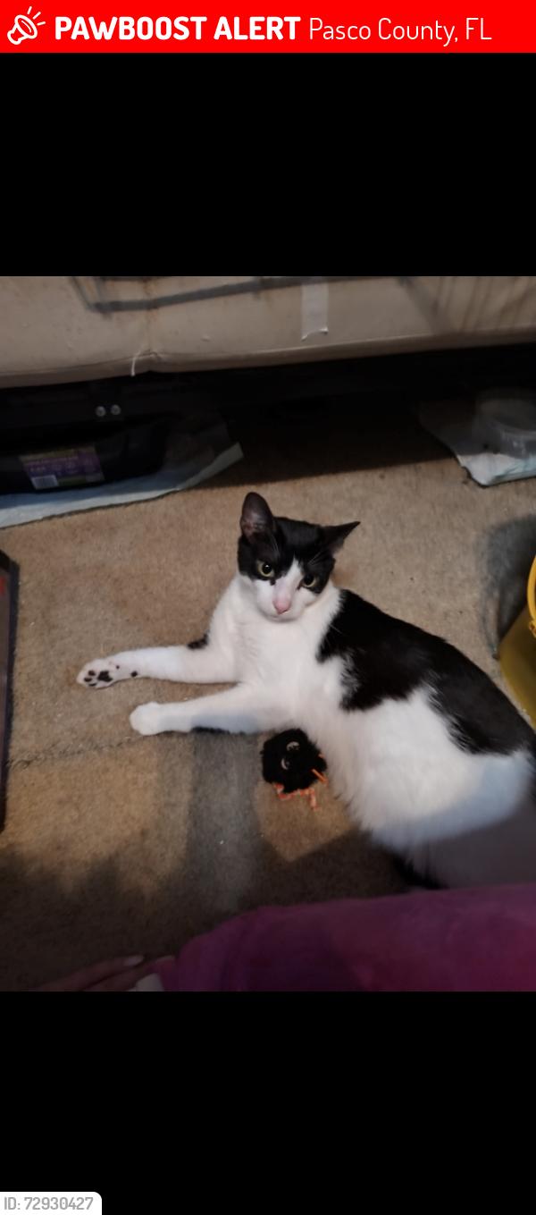 Lost Female Cat last seen Ballys Bluff, Pasco County, FL 34691