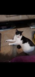 Lost Female Cat last seen Ballys Bluff, Pasco County, FL 34691