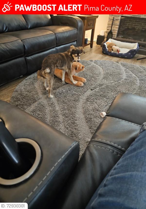 Lost Female Dog last seen I-10 & kolb, Pima County, AZ 85756