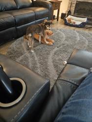 Lost Female Dog last seen I-10 & kolb, Pima County, AZ 85756