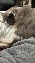 Lost Female Cat last seen Silver Lake Rd & Carolina Beach Road by Silver Lake Market, Wilmington, NC 28412
