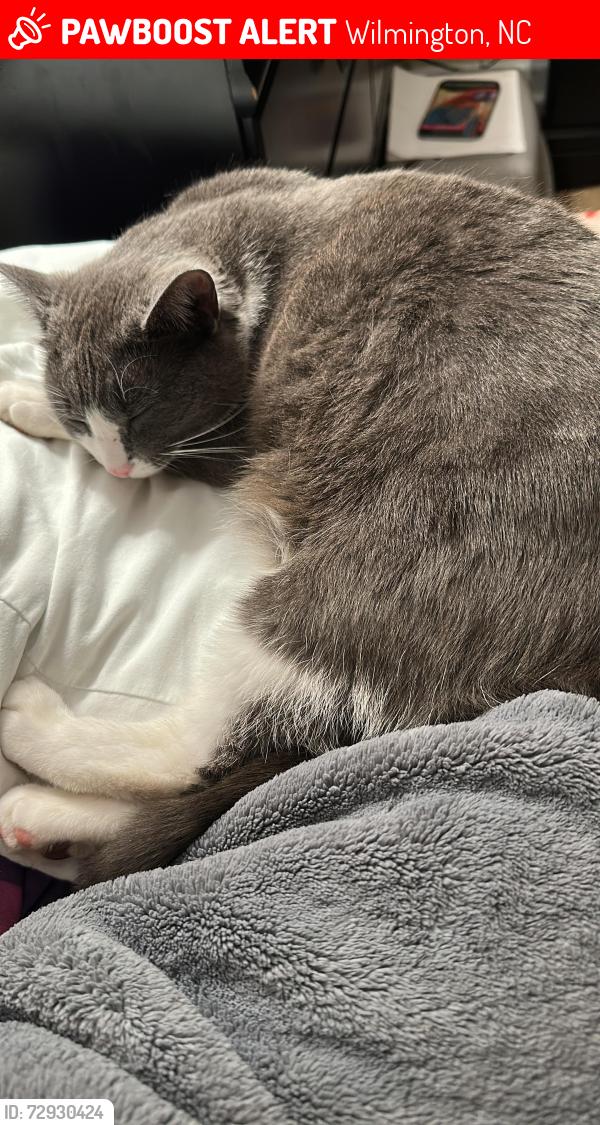 Lost Female Cat last seen Silver Lake Rd & Carolina Beach Road by Silver Lake Market, Wilmington, NC 28412