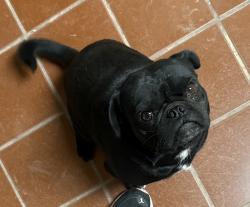 Reunited Male Dog last seen Palm Ave, San Diego, CA 92154