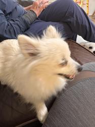 Found/Stray Unknown Dog last seen Waterman road, Elk Grove, CA 95828
