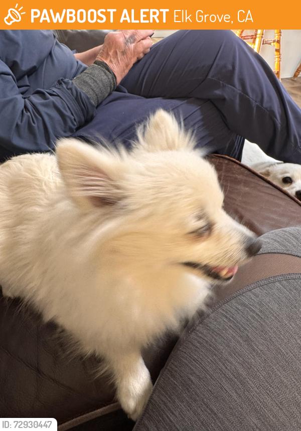 Found/Stray Unknown Dog last seen Waterman road, Elk Grove, CA 95828