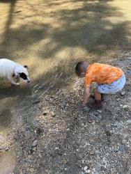 Reunited Female Dog last seen Dana rd/ Big hungry rd/ Howard gap rd/ Dudley dr, Flat Rock, NC 28731