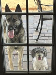 Found/Stray Female Dog last seen Chandler and McClintock, Chandler, AZ 85226