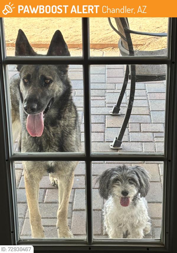 Found/Stray Female Dog last seen Chandler and McClintock, Chandler, AZ 85226