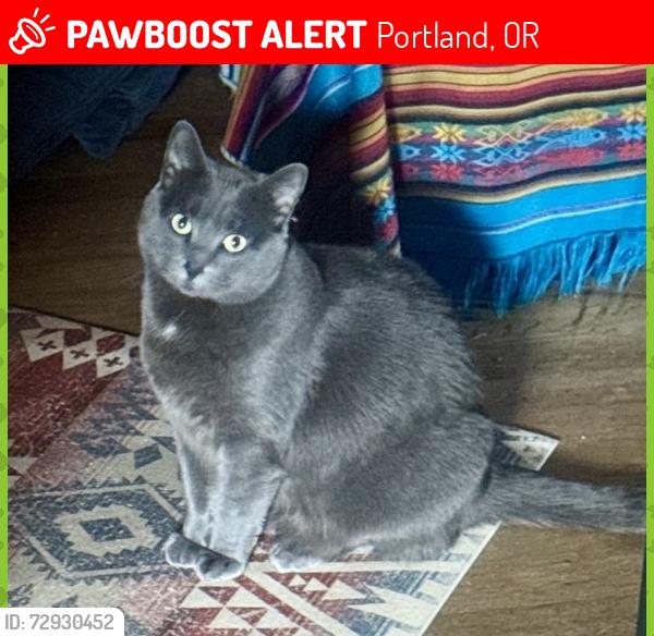 Lost Female Cat last seen N Greeley & Jessup Street , Portland, OR 97217