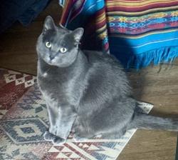 Lost Female Cat last seen N Greeley & Jessup Street , Portland, OR 97217