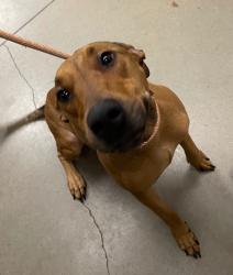 Shelter Stray Female Dog last seen Midwest City, Oklahoma City, OK 73110