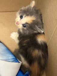 Shelter Stray Female Cat last seen Midwest City, Oklahoma City, OK 73110