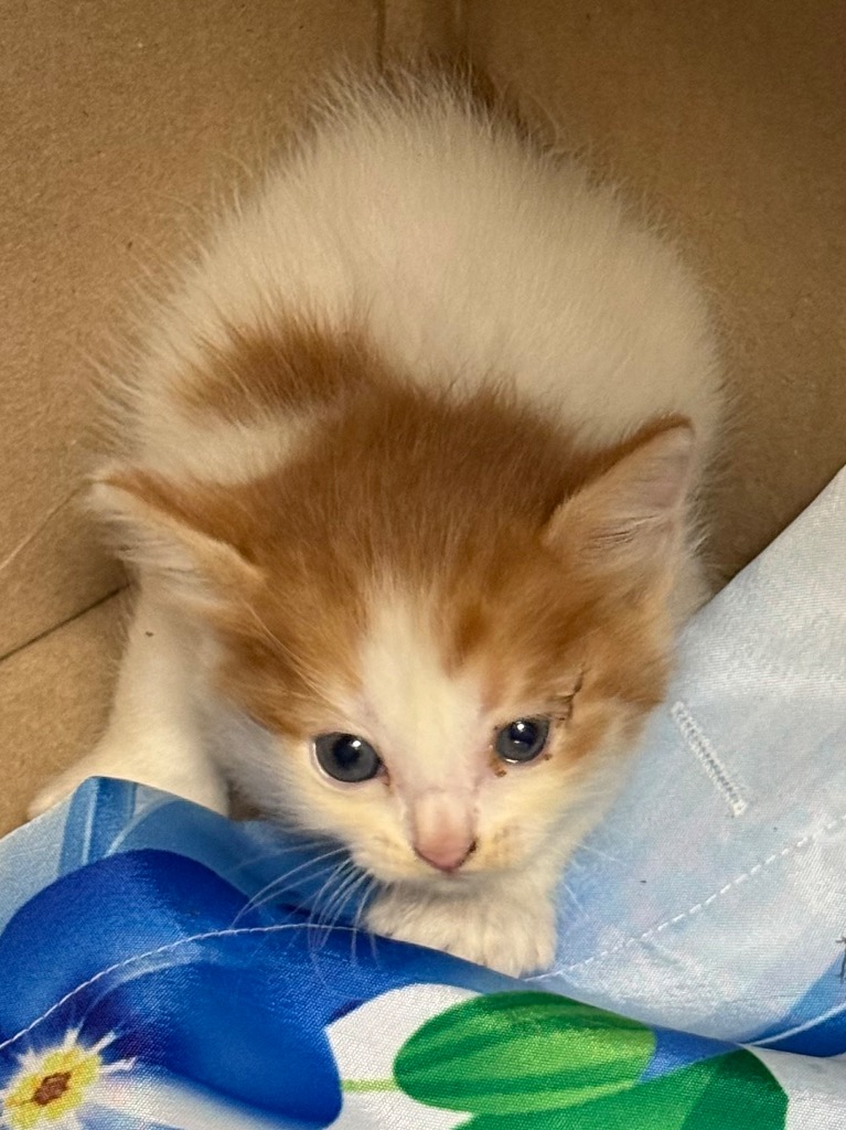 Shelter Stray Female Cat last seen Midwest City, Oklahoma City, OK 73110