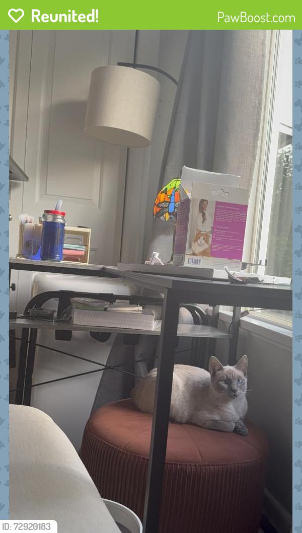 Reunited Female Cat last seen near intersection of south cedar ST & S 14th st near Franklin Elementary School, Tacoma, WA 98405