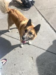 Reunited Female Dog last seen 8th and Van Gordon, Lakewood, CO 80215