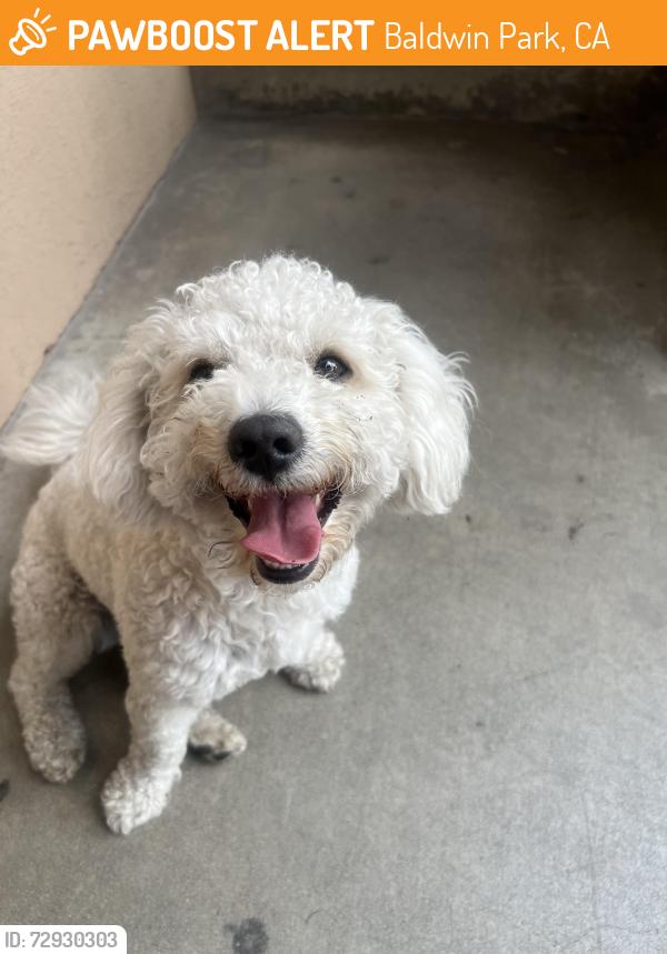 Found/Stray Male Dog last seen Vineland Ave in front of Foster Elementary School, Baldwin Park, CA 91706