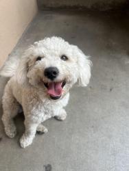 Found/Stray Male Dog last seen Vineland Ave in front of Foster Elementary School, Baldwin Park, CA 91706
