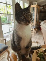 Lost Female Cat last seen Chapman and Calle grande , Orange, CA 92866
