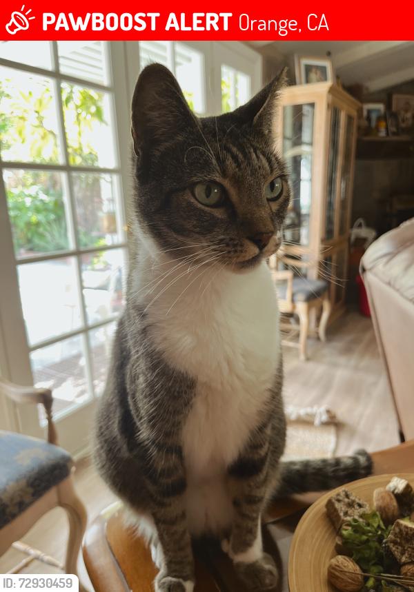 Lost Female Cat last seen Chapman and Calle grande , Orange, CA 92866