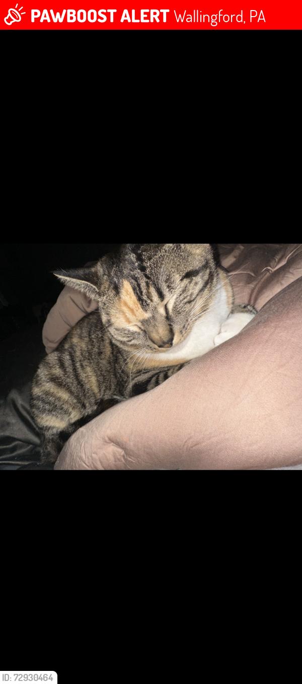 Lost Female Cat last seen Maple rd, Wallingford, PA 19086