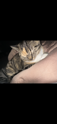 Lost Female Cat last seen Maple rd, Wallingford, PA 19086