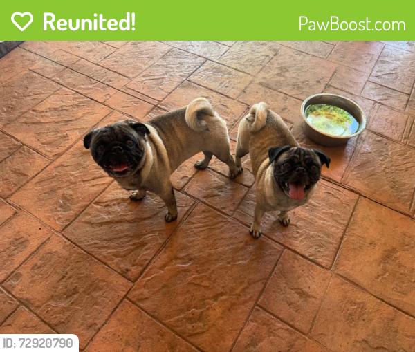 Reunited Unknown Dog last seen Near Overbrook Dr, Arlington, TX 76014, USA, Arlington, TX 76014