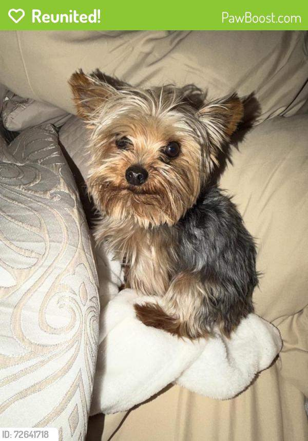 Reunited Male Dog last seen California street and Del Haven , West Covina, CA 91790