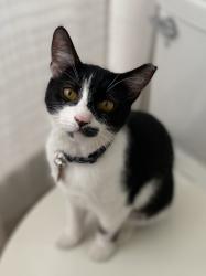 Reunited Female Cat last seen John Moore Road and Mitchell Drive, Brandon, FL 33511