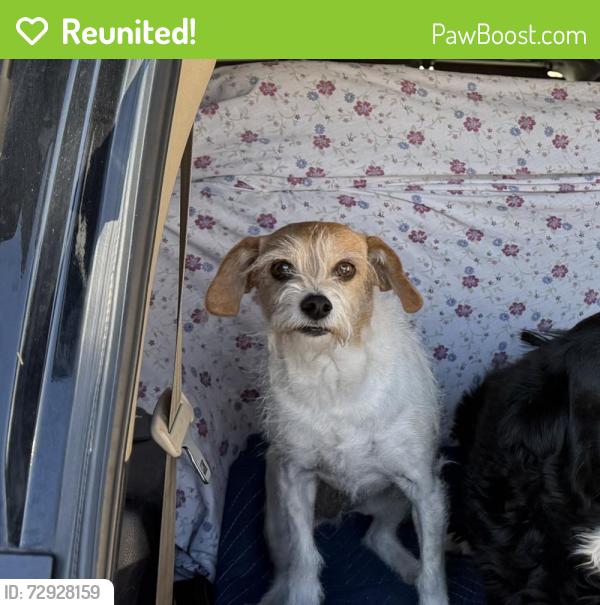 Reunited Male Dog last seen Spaulding and Valley View ln , Fort Collins, CO 80524