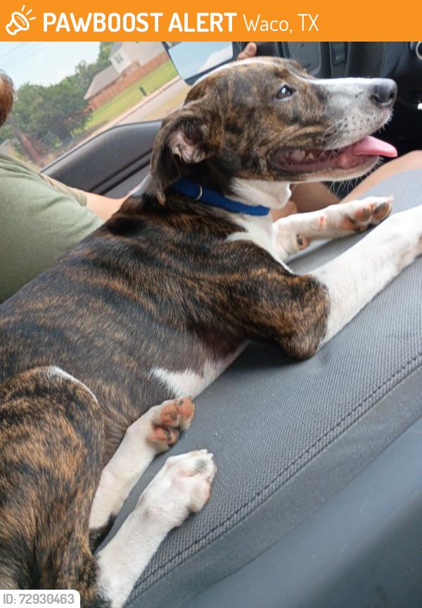 Found/Stray Female Dog last seen Near Gurley LN WACO TX 76706, Waco, TX 76706