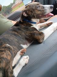 Found/Stray Female Dog last seen Near Gurley LN WACO TX 76706, Waco, TX 76706