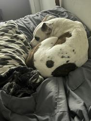 Reunited Female Dog last seen Coolidge St, Hollywood, FL 33024