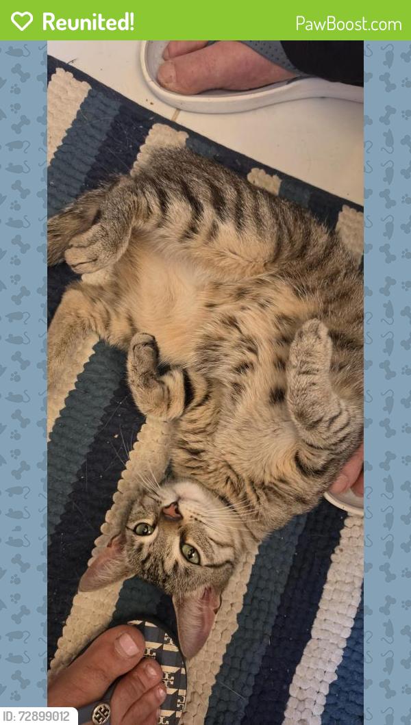 Reunited Female Cat last seen 79th St and 20th Ave, Brooklyn NY, Brooklyn, NY 11214