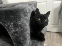 Lost Female Cat last seen Allen J. Martin Park, La Puente, CA 91744