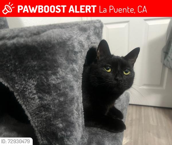 Lost Female Cat last seen Allen J. Martin Park, La Puente, CA 91744