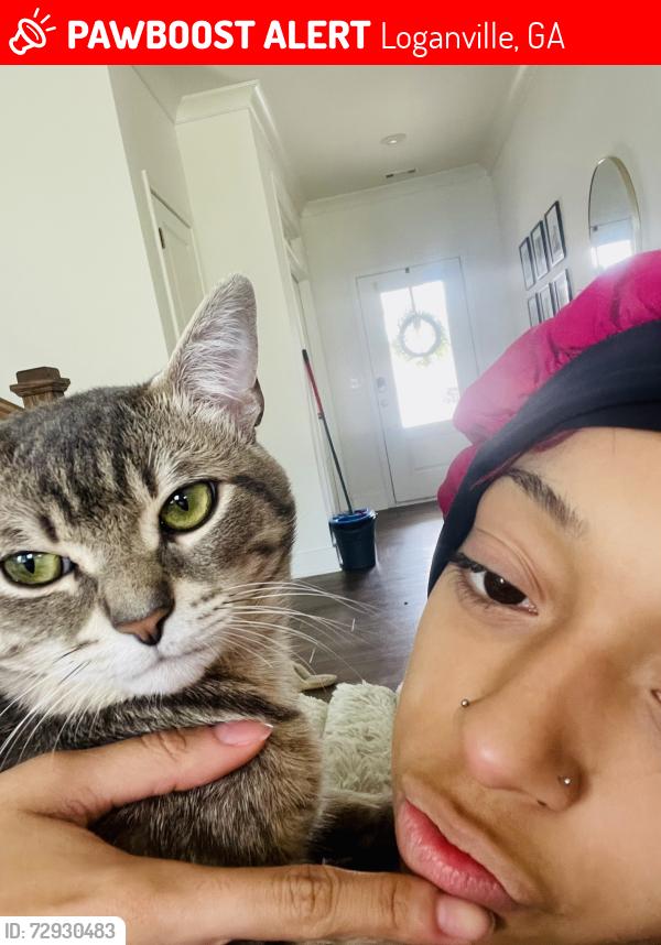 Lost Male Cat last seen Grayson, Loganville, GA 30052
